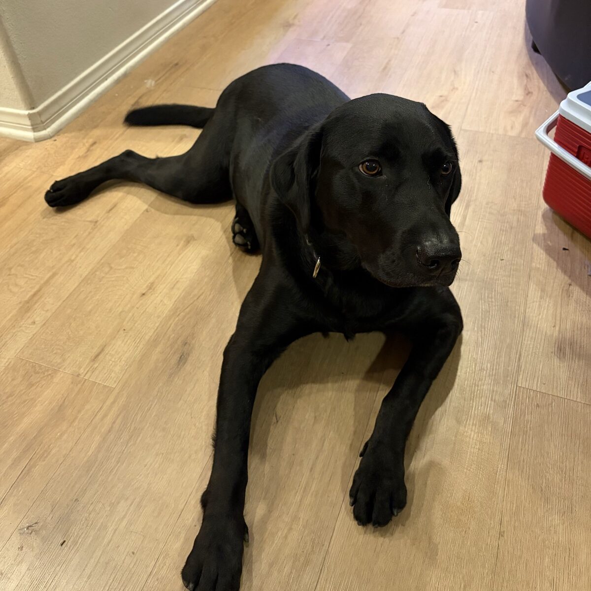 La photo originale de a black Lab