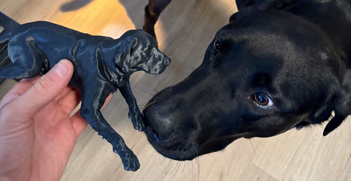a black Lab découvrant son propre souvenir