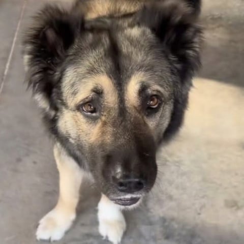 A customer's shepherd