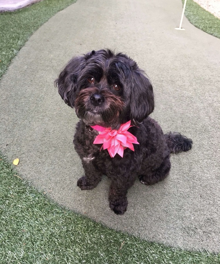 La photo originale de a little shih-tzu