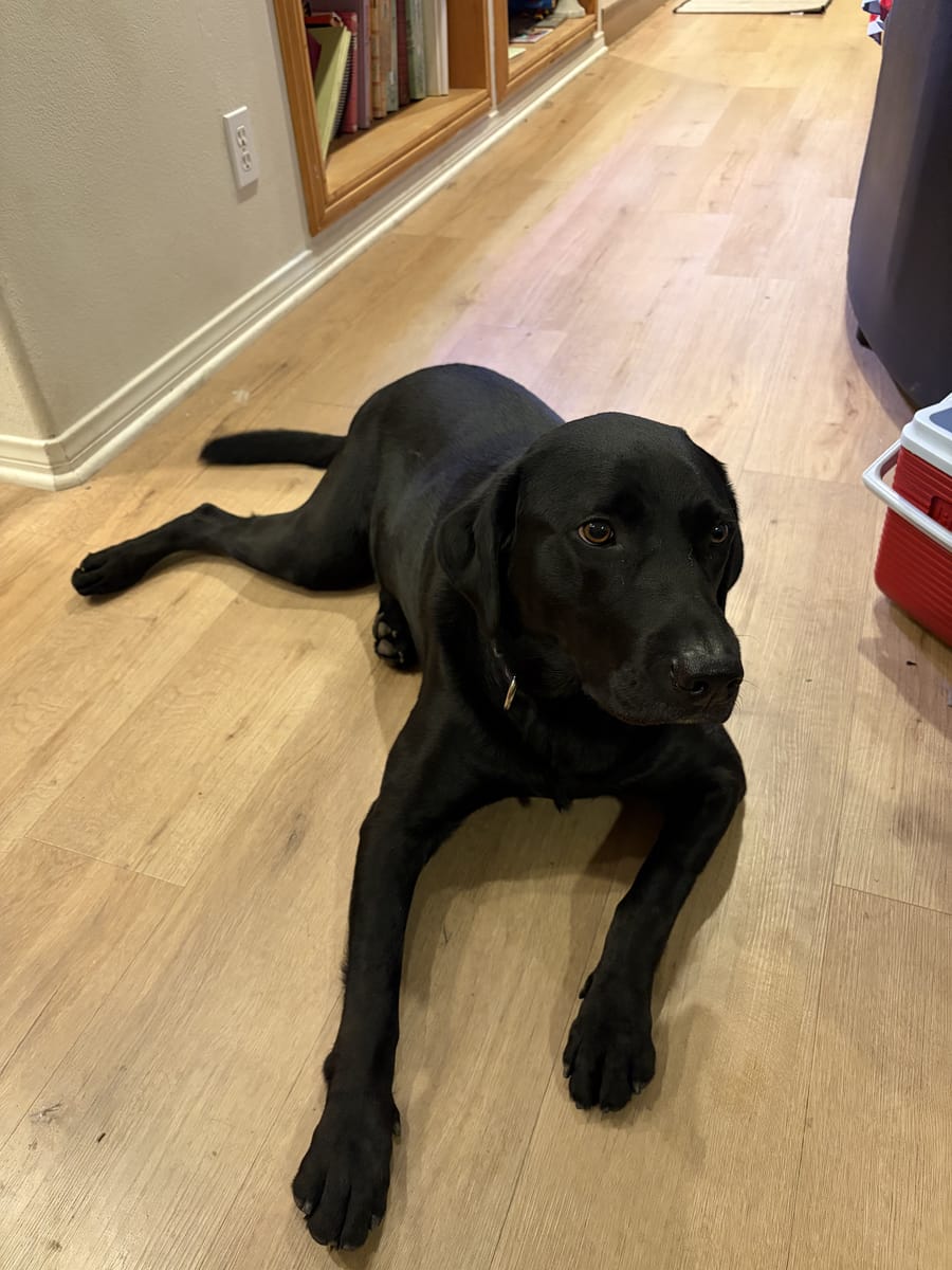 A phone photo of a black Labrador lying down