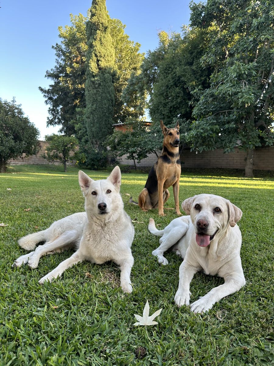 Three dogs together on a lawn: a white shepherd, a tan and black shepherd and a yellow lab