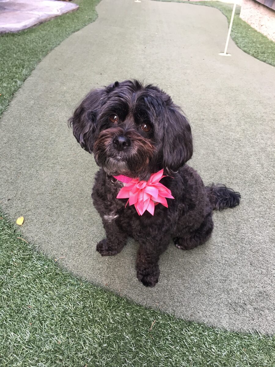 Bella, a black cockapoo with a pink flower on her collar