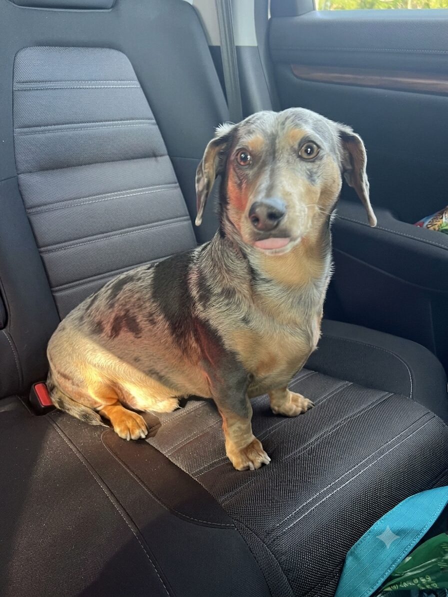 Gary, a dapple dachshund, sitting on a car seat