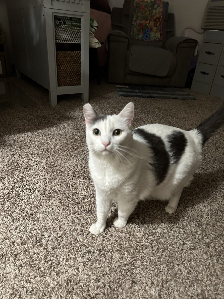 Luna, a white cat with grey patches, standing on the carpet