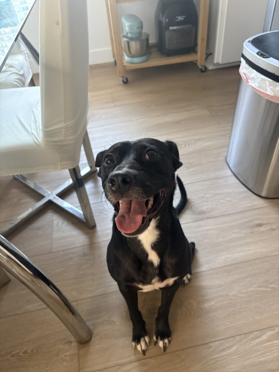 A black dog with a white chest smiling up at the camera
