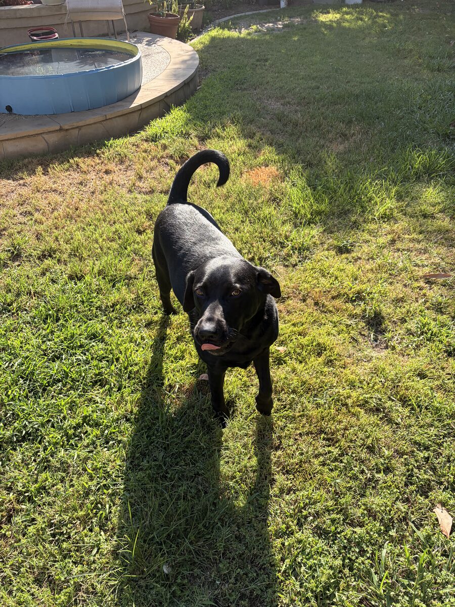 A black dog standing on the grass in the sunshine